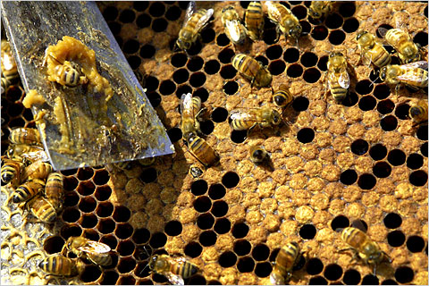 Pesticide Related Bee Illness Threatens Food Security